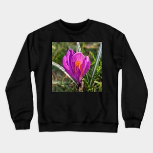 Orange and Purple Flower in the Sun 2 Crewneck Sweatshirt